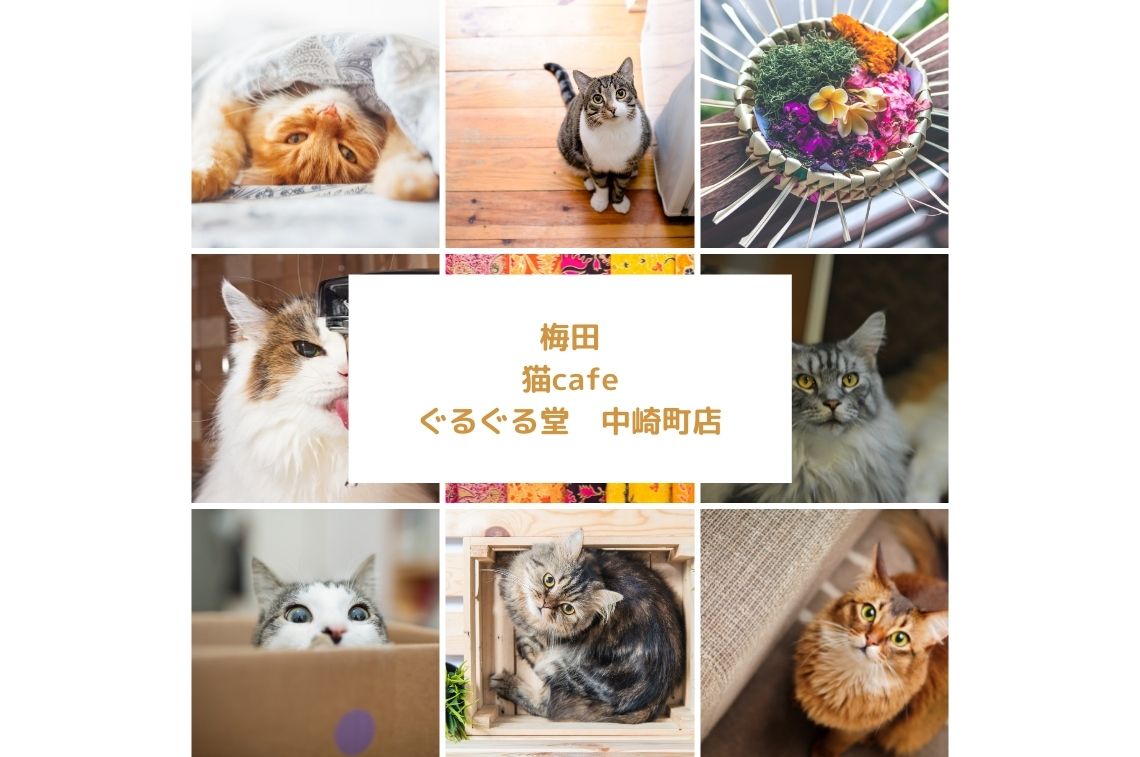 梅田の猫カフェぐるぐる堂中崎町店