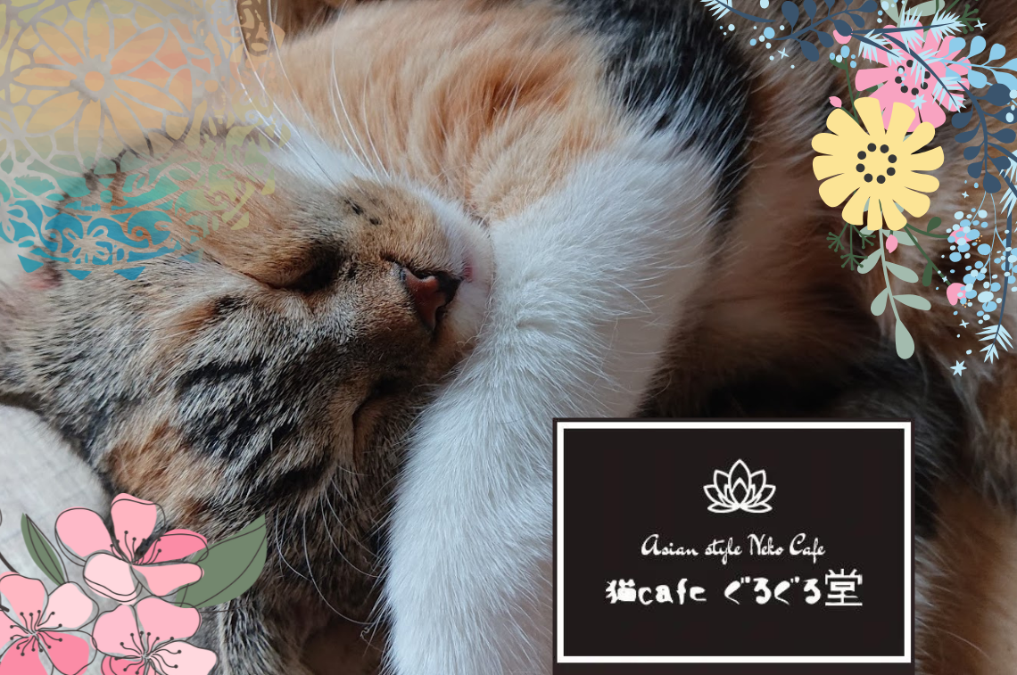 猫カフェぐるぐる堂 中崎町店 (4)