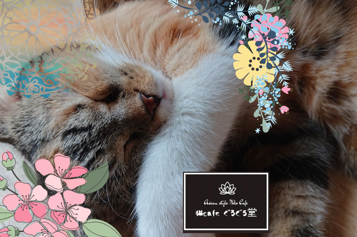 猫カフェぐるぐる堂 中崎町店 (5)