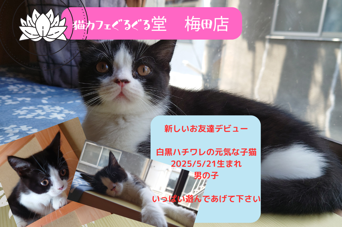 猫カフェぐるぐる堂 中崎町店 (12)